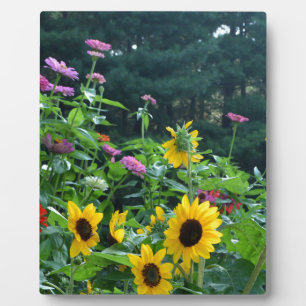 Plaque Photo Elégant jardin fleuri tournesols zinnias marguerit