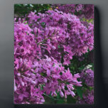 Plaque Photo Élégante floraison de magenta violet profond fleur<br><div class="desc">L'odeur du printemps est dans l'air ! - romantique rose violet lilas photo par H Cooper</div>