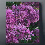 Plaque Photo Élégante floraison de magenta violet profond fleur<br><div class="desc">L'odeur du printemps est dans l'air ! - romantique rose violet lilas photo par H Cooper</div>