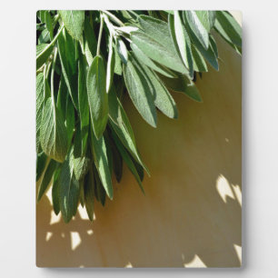 Plaque Photo Elégante plante verte feuille sauge