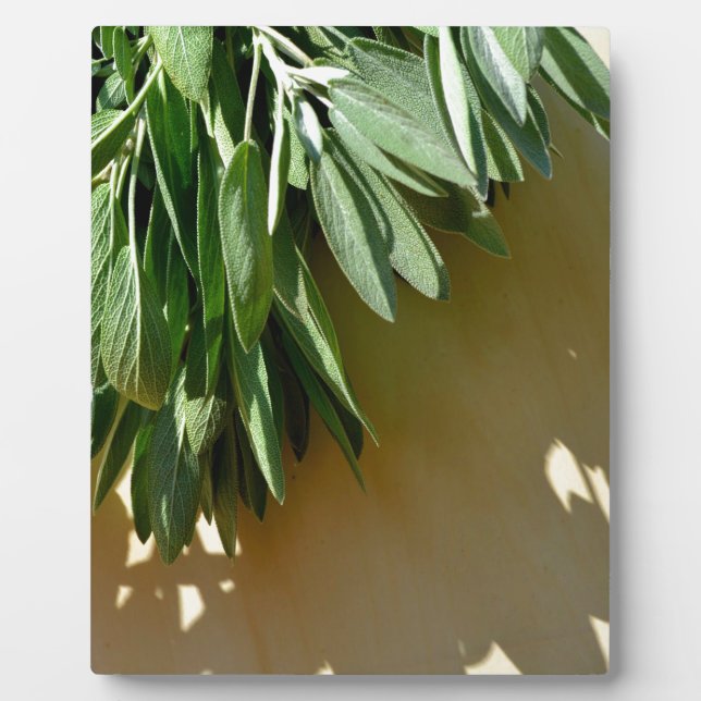 Plaque Photo Elégante plante verte feuille sauge (Devant)