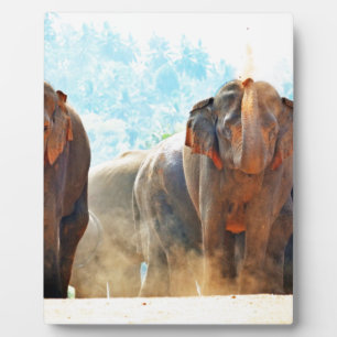 Plaque Photo Eléphants Animaux Safari Destinée Paix Amour