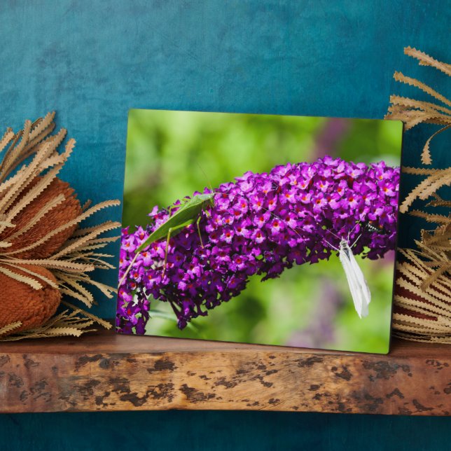 Plaque Photo énergie katydone (Côté)