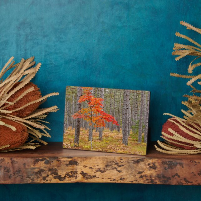 Plaque Photo Érable aux couleurs d'automne (Côté)