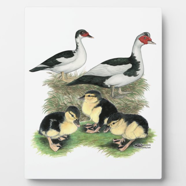 Plaque Photo Famille de muscovy de canards noirs (Devant)