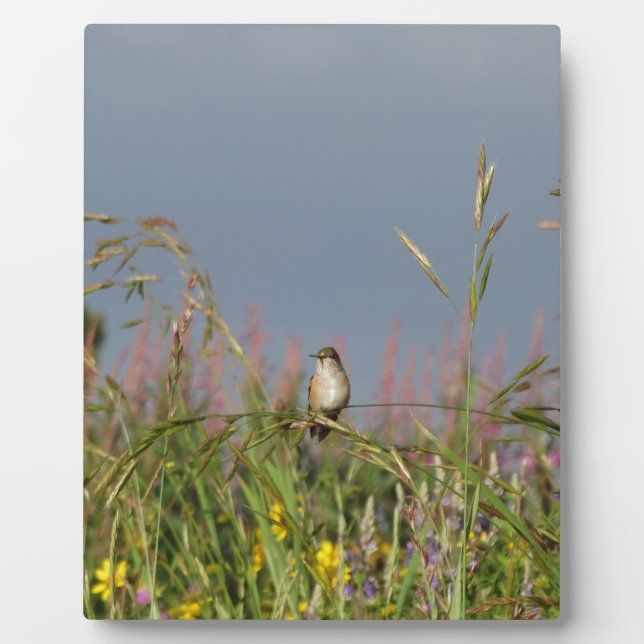 Plaque Photo Fat little Hummingbird (Devant)