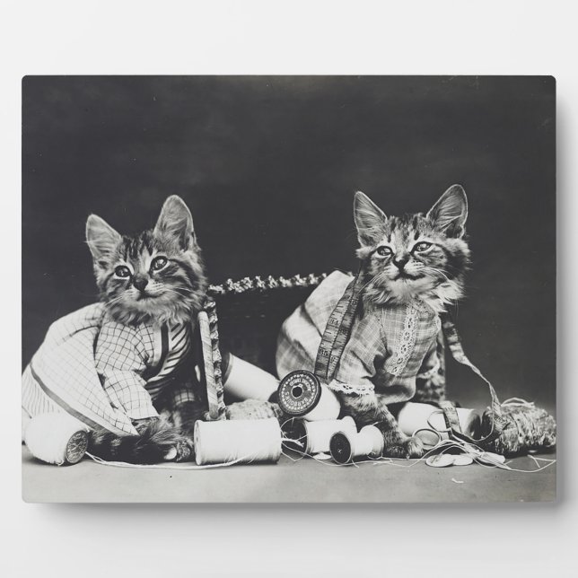 Plaque Photo Fauteurs de troubles chatons 1914 (Devant)