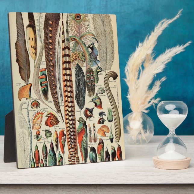 Plaque Photo Feather Bird Wildlife Plumes d'antiquités (Côté)