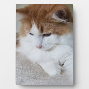 Plaque Photo (Feline Fancy) Contemplation Kitty : Photo Cat