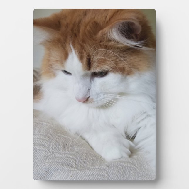 Plaque Photo (Feline Fancy) Contemplation Kitty : Photo Cat (Devant)