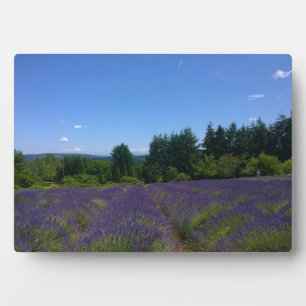 Plaque Photo Ferme de lavande