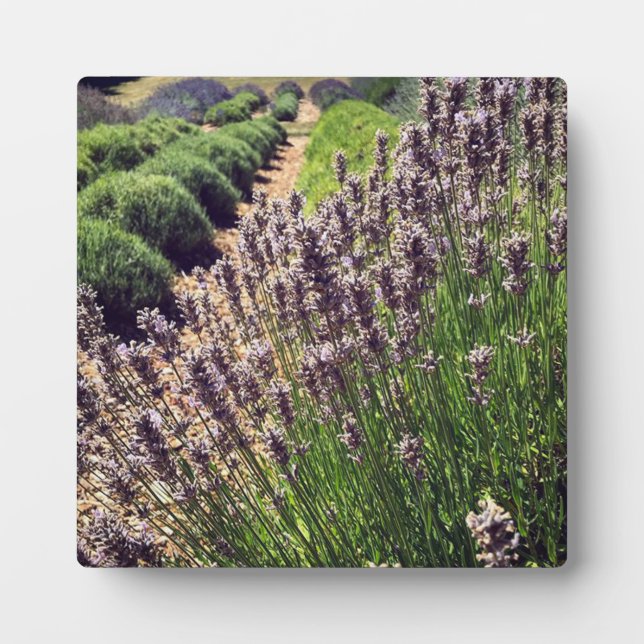 Plaque Photo Ferme de Lavender (Devant)