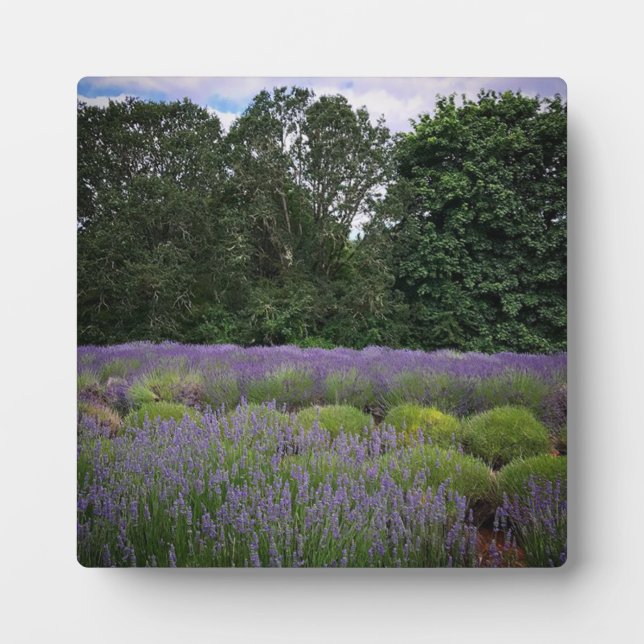 Plaque Photo Ferme de Lavender (Devant)