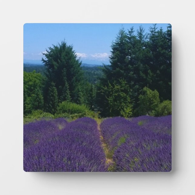 Plaque Photo Ferme de Lavender (Devant)
