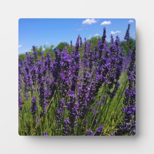 Plaque Photo Ferme de Lavender (Devant)