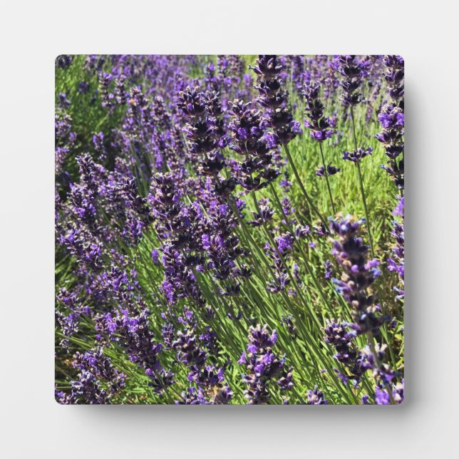 Plaque Photo Ferme de Lavender (Devant)