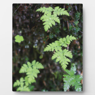 Plaque Photo Fermes -