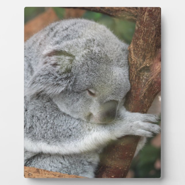 Plaque Photo Fête au bureau mignonne de douche d'ours de koala (Devant)