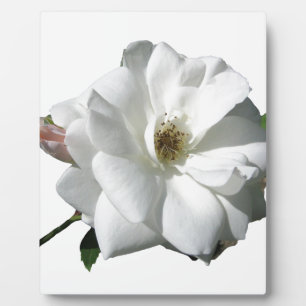 Plaque Photo Fête de Mariage Fleurs de Rosée Blanche Destinée