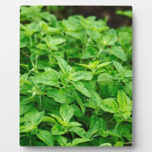Plaque Photo Feuille