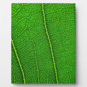 Plaque Photo Feuille