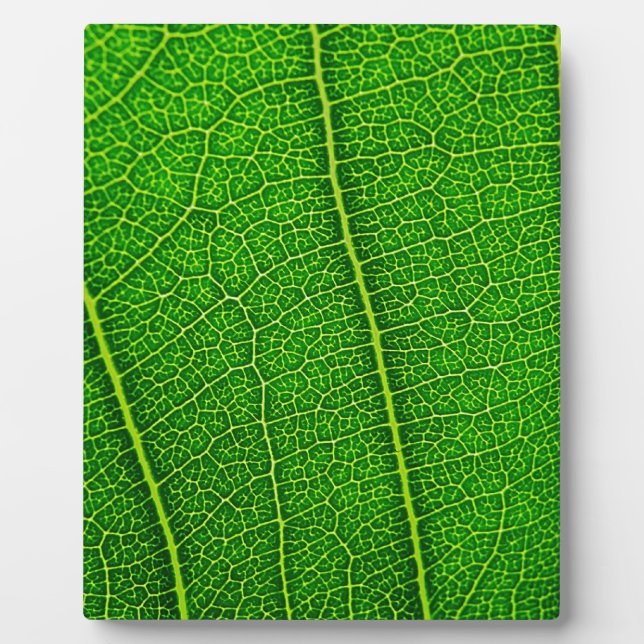 Plaque Photo Feuille (Devant)