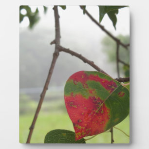 Plaque Photo feuille virant rouge Chute en Floride