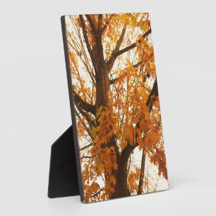 Plaque Photo Feuilles d'automne