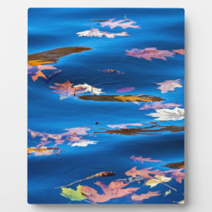 Plaque Photo Feuilles d'automne sur l'eau bleue