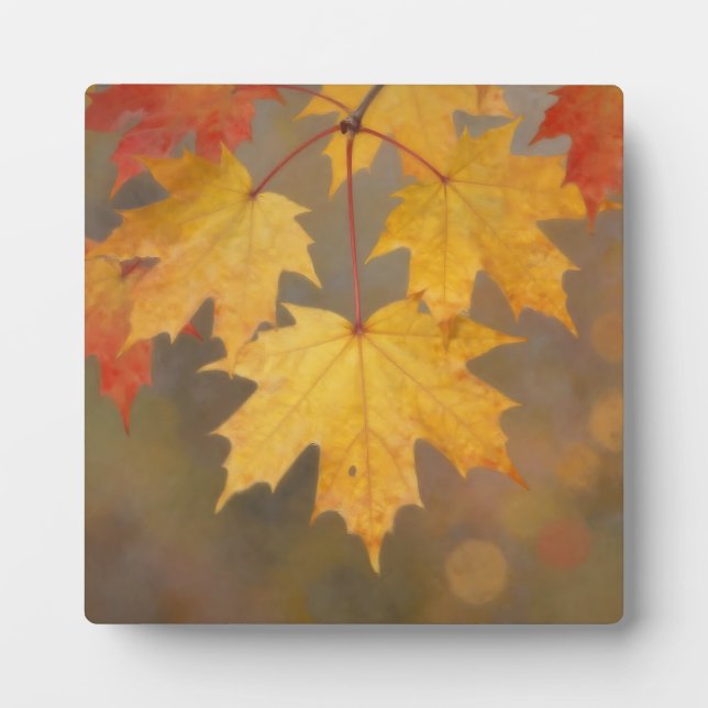 Plaque Photo Feuilles de érable d'automne doré (Devant)