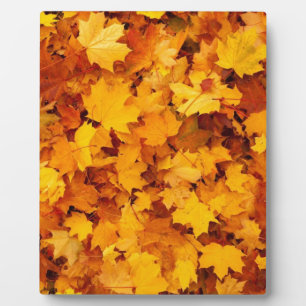 Plaque Photo Feuilles de érable jaune d'automne