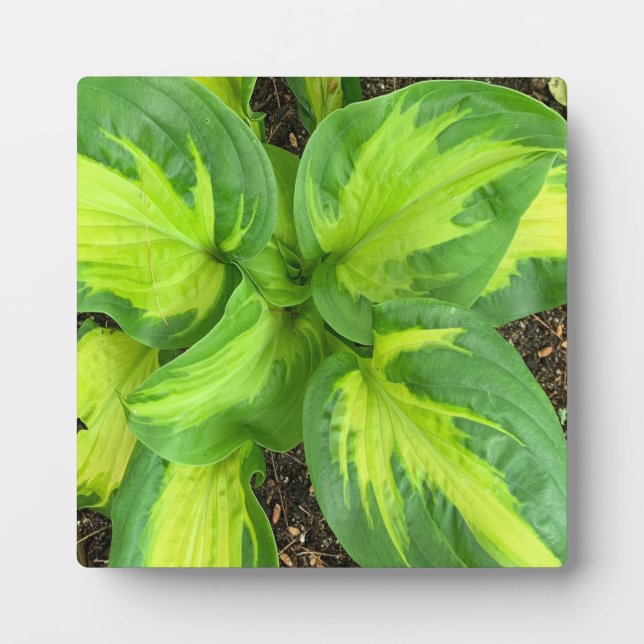 Plaque Photo Feuilles Hosta dynamiques (Devant)