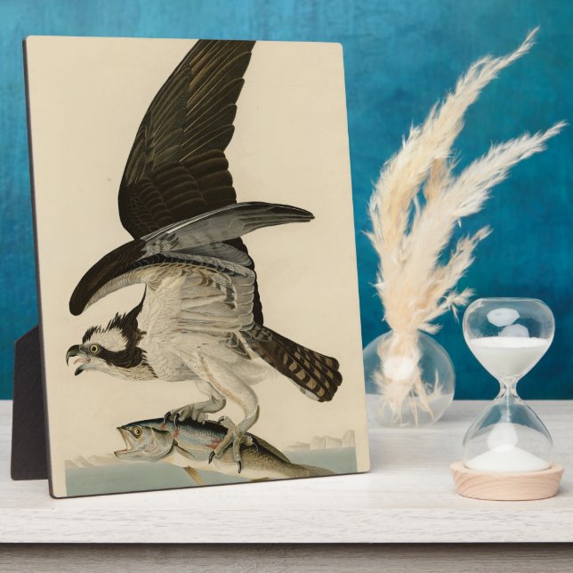 Plaque Photo Fish Hawk, Osprey, d'Audubon's Birds of America (Côté)