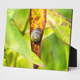 Plaque Photo fixation calme