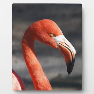 Plaque Photo Flamant rose