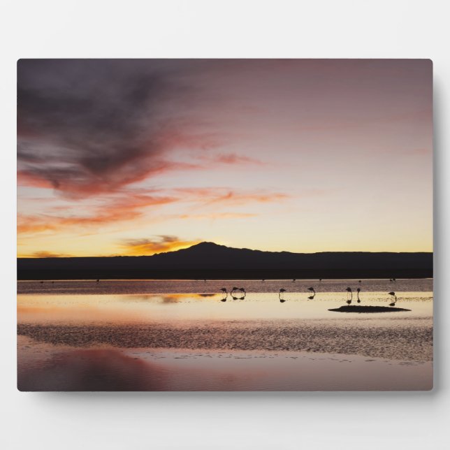 Plaque Photo Flamant rose chilien (Devant)