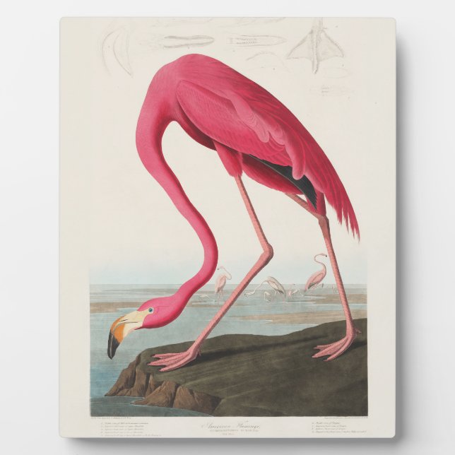 Plaque Photo Flamant rose de John Audubon (Devant)