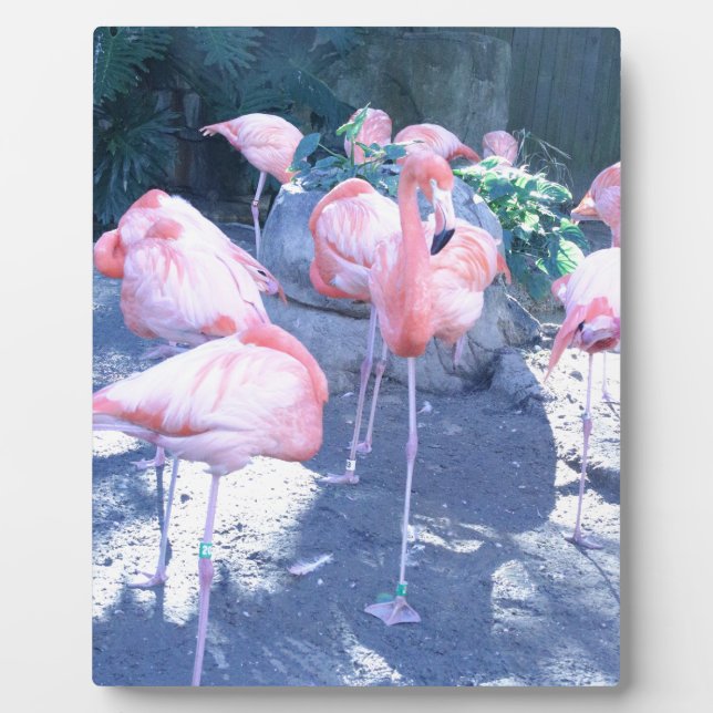 Plaque Photo Flamant rose debout (Devant)