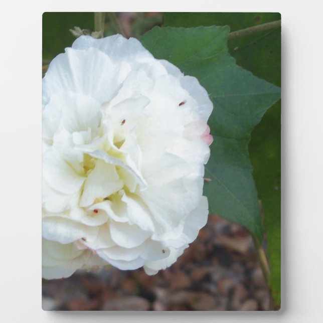 Plaque Photo fleur blanche d'hibiscus mutabilis (Devant)