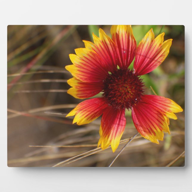 Plaque Photo Fleur dans le vent (Devant)
