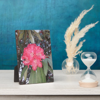 Plaque Photo Fleur d'arbre rouge