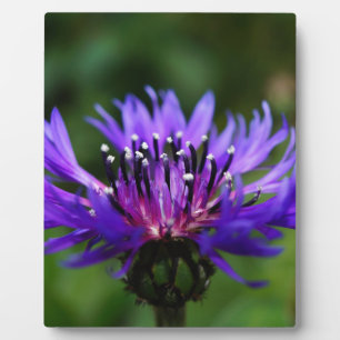 Plaque Photo Fleur de Bleuet Fleurs de Bleuet Paix Amour Destin