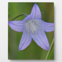 Fleur de cloche bleue