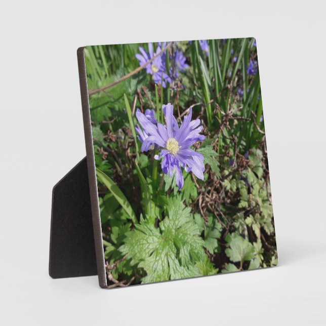 Plaque Photo Fleur de jardin bleu (Recto)