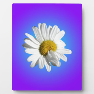 Plaque Photo Fleur de marguerite blanche dégradé floral bleu vi