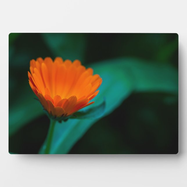Plaque Photo Fleur de marguerite orange (Devant)