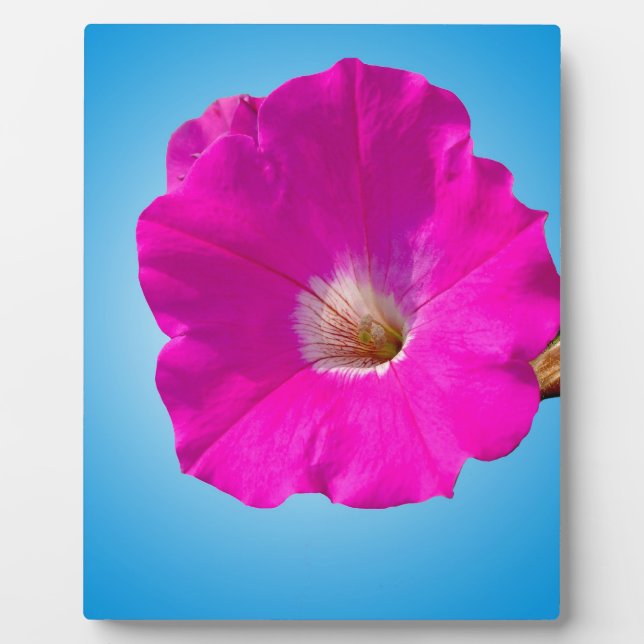 Plaque Photo fleur de pétunia rose sur fond bleu. (Devant)