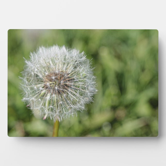 Plaque Photo Fleur de pissenlit blanc sur herbe verte (Devant)