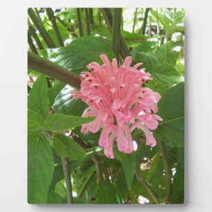 Plaque Photo Fleur de plume brésilienne