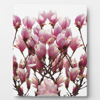 Plaque Photo Fleur de printemps rose florissante Magnolias